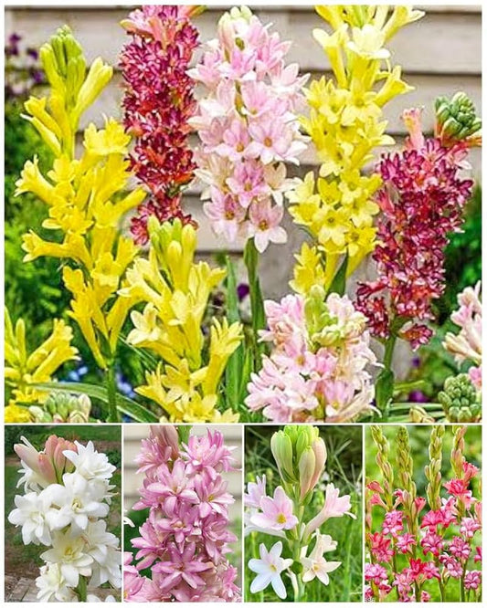 Tube rose rajanigandha aromatic flowers Mixed bulb plant 5 Seed -Flower Seeds