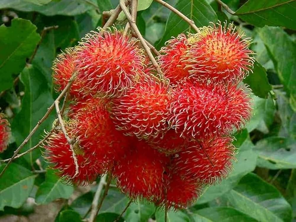 Rare Maharlika Rambutan Hybrid Exotic Fruit Seeds, Pack of 5 - Fruit Seeds