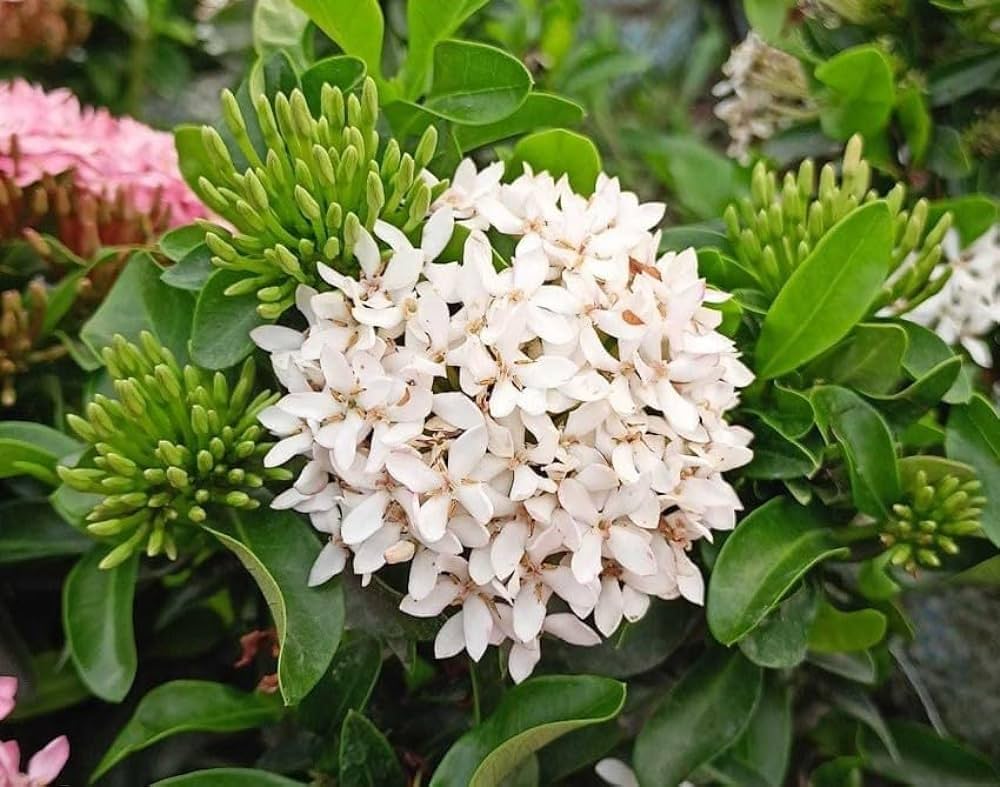 Mini Ixora Live Plant (White) – Compact Flowering Shrub for Home Garden & Pots -Flowering Plant