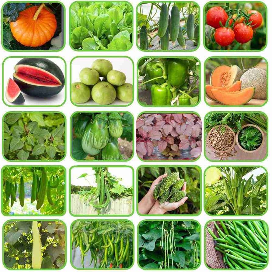 Indian Vegetable Seeds Combo Pack – Premium Quality Seeds for Home Garden & Kitchen Gardening - Vegetable Seeds