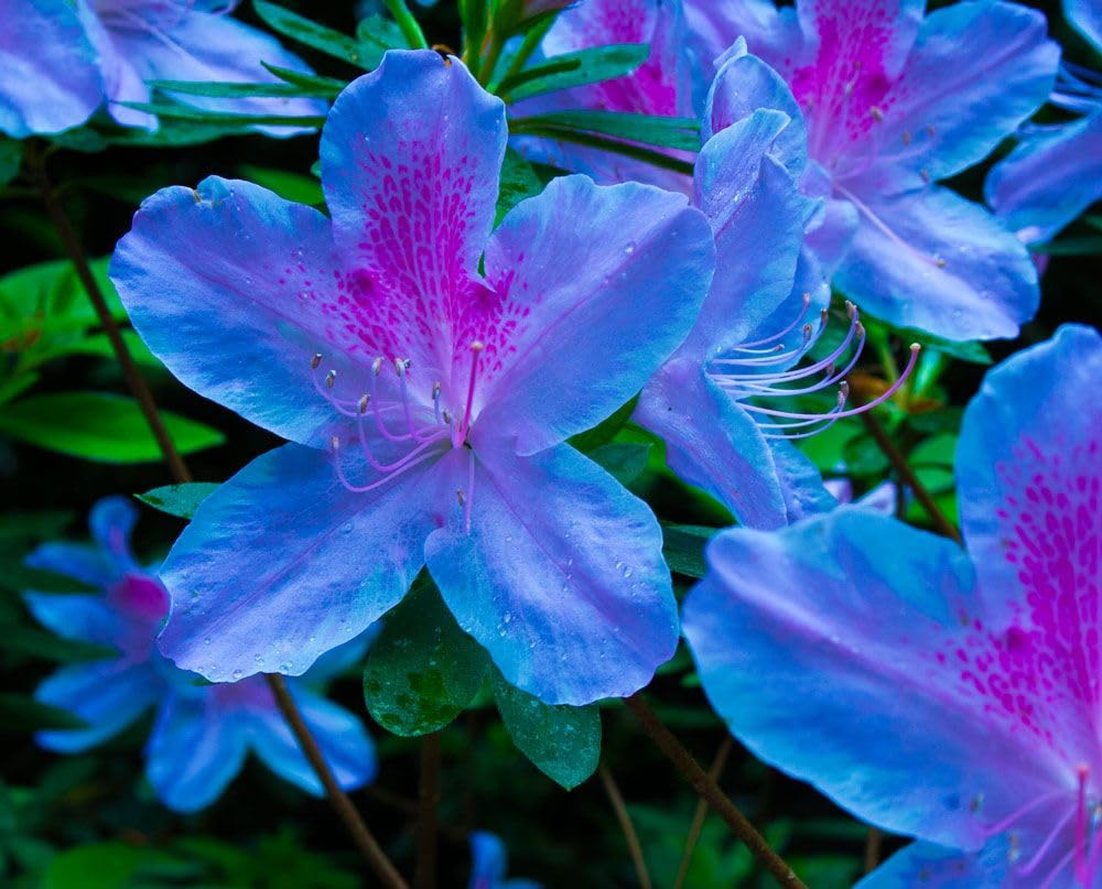 💙 Azalea Flower Plant (Blue) – Rare Live Ornamental Shrub for Garden & Balcony Decor -Flowering Plant