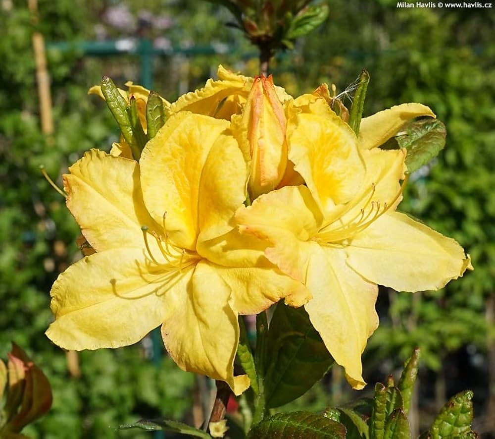 🌼 Azalea Flower Plant (Yellow) – Live Ornamental Shrub with Bright Golden Blooms for Garden & Balcony -Flowering Plant