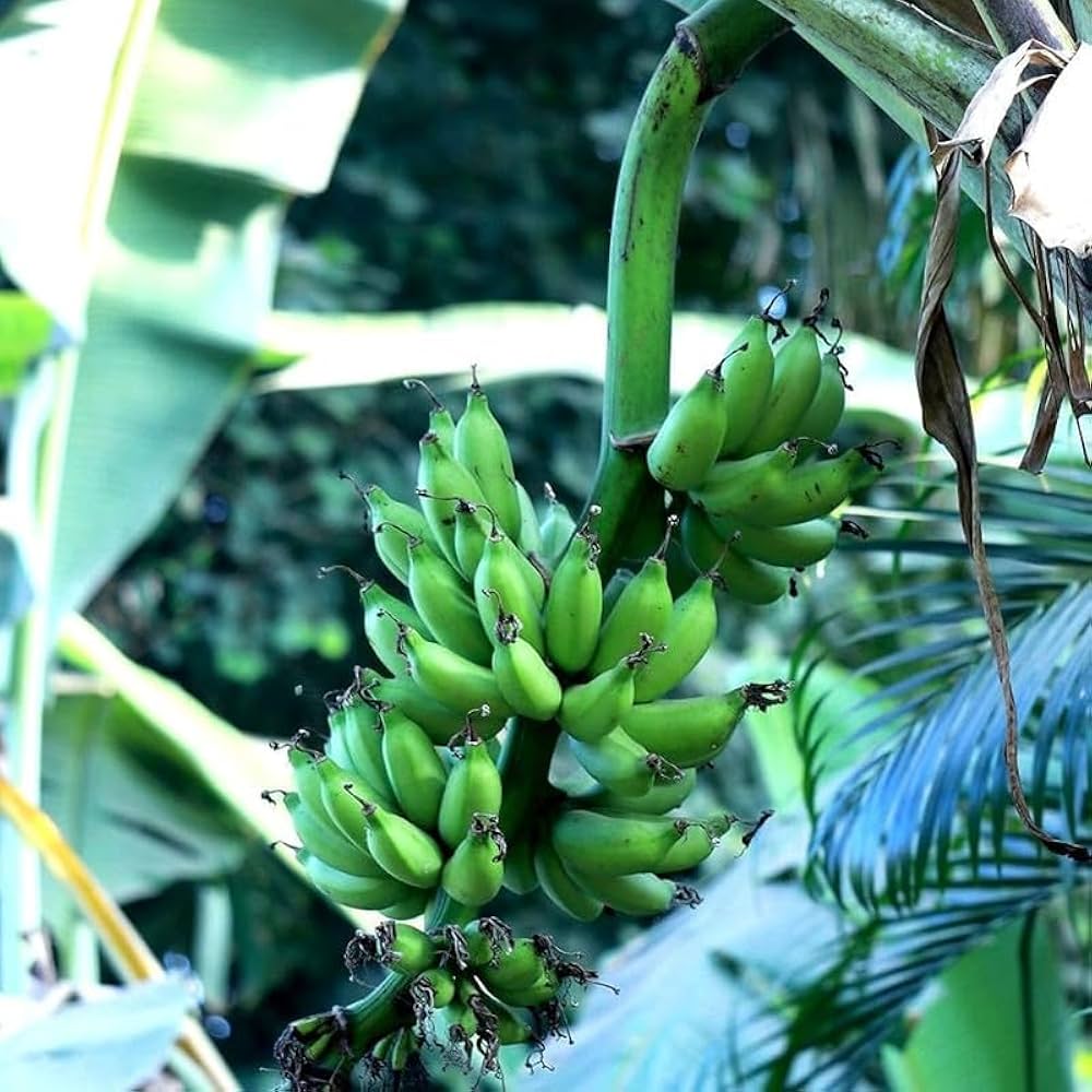 Karpoora Poovan / Karpoora Valli Banana Live Plant – Tissue-Cultured – 1 Healthy Plant - Fruit Plant