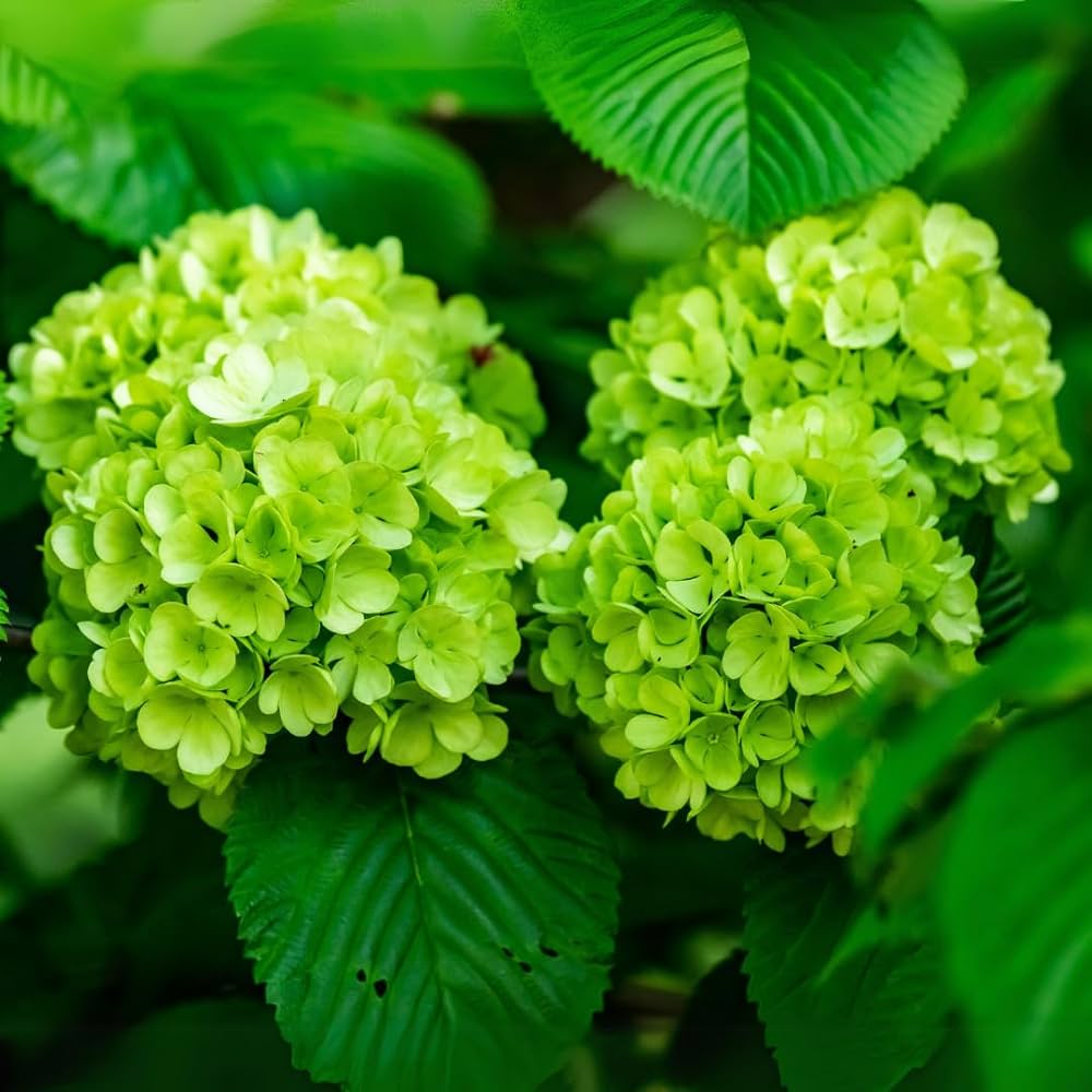 🌿 Hydrangea Flower Plant (Green) – Rare Live Ornamental Shrub for Home & Garden Decor - Flowering Plant