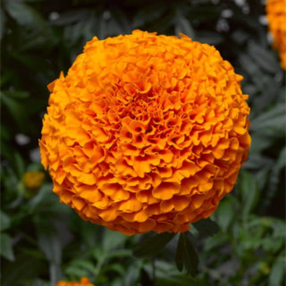 Hybrid Orange Marigold Flower Seeds – Pack of 30 - Flower Seeds
