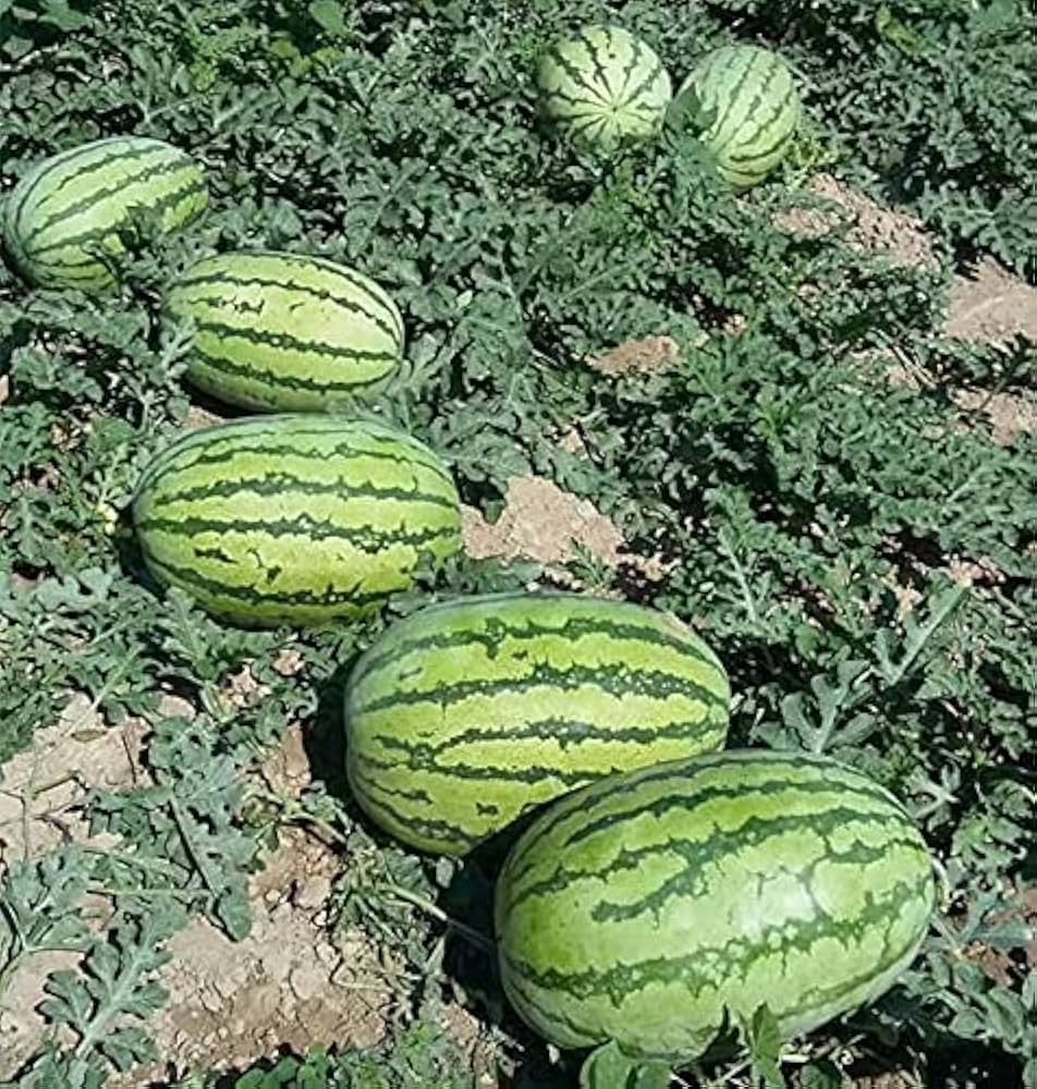 Crimson Sweet Watermelon Seeds – Large, Striped, Extra-Sweet Red Flesh (Pack of 10) - Fruit Seeds