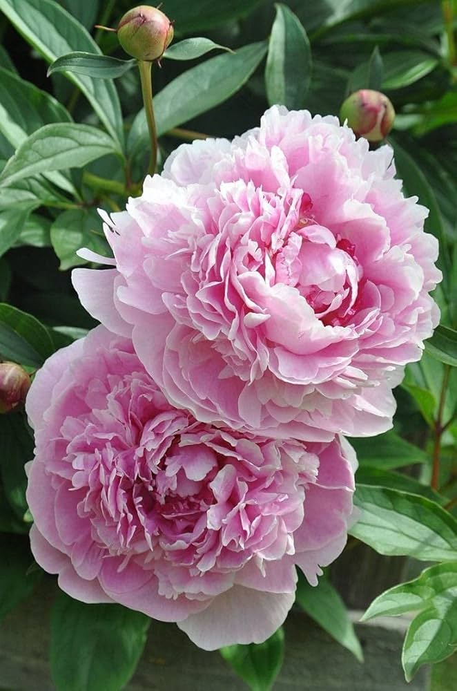 Pink Peony Flower Seeds – Elegant & Fragrant Perennial Blooms for Home Garden & Pot - Flower Seeds