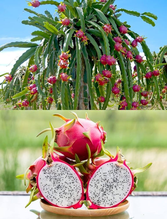 Dragon Fruit Live Plant (White Flesh) – Premium Pitaya Cactus for Home & Terrace Gardening-Fruit Plant