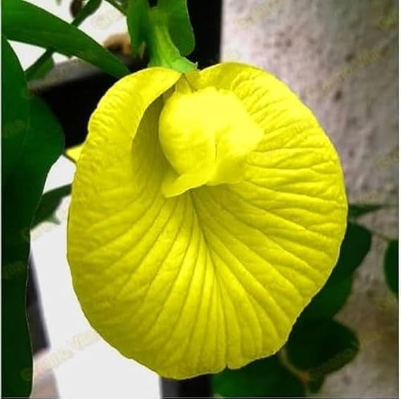 Aparajita Flower Seeds Mixed Color Pack, ''Double & Single Petals'' Aprajita Hybrid Butterfly Pea 10 Seeds ( Growing Guide Free) - Flower Seeds