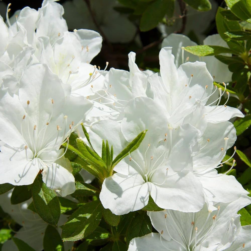 🤍 Azalea Flower Plant (White) – Live Evergreen Shrub for Garden, Balcony & Pots -Flowering Plant