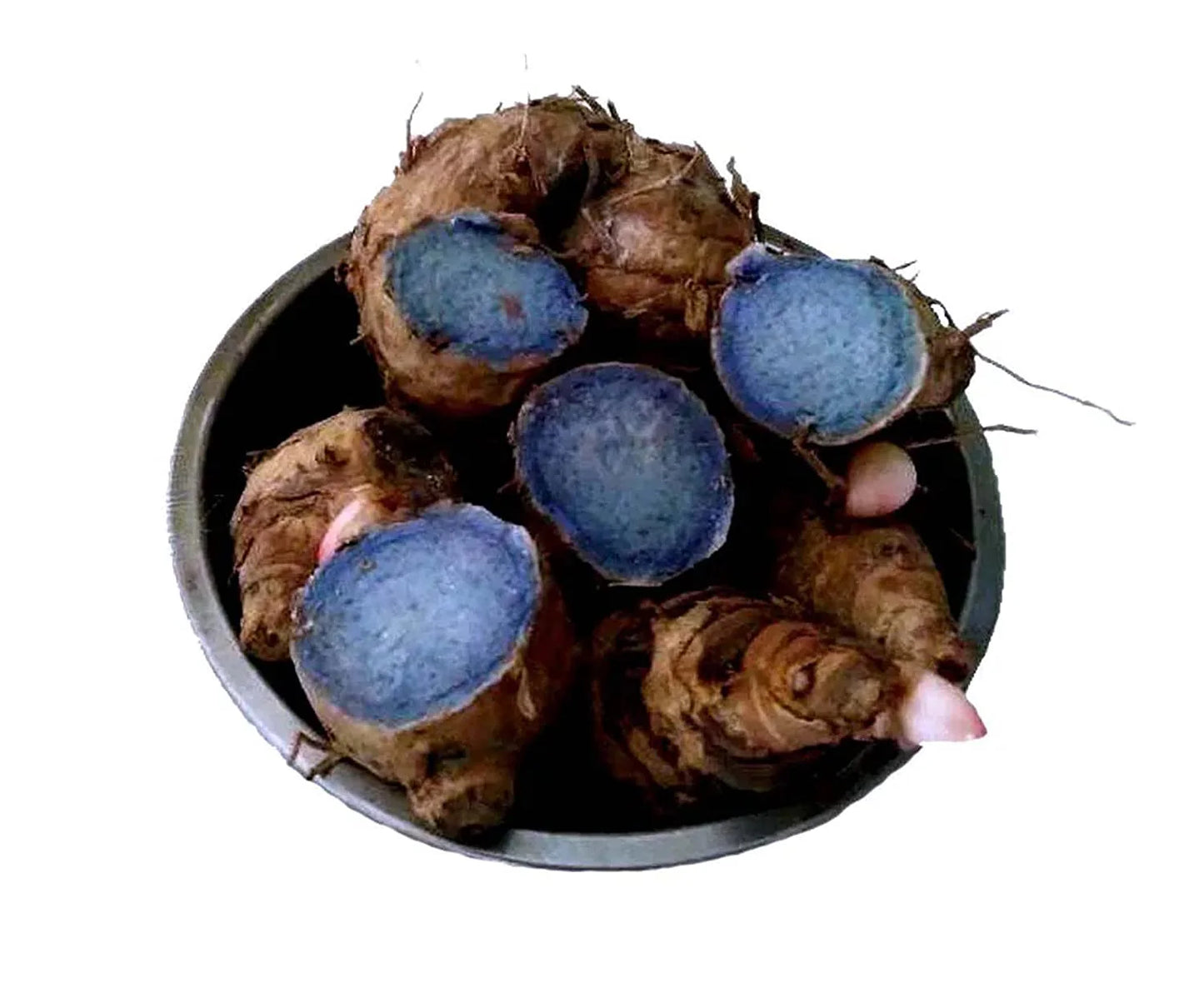 Black Turmeric (Curcuma Caesia) – 5 Seeds | Rare Medicinal Plant - Rhizome & Bulbs
