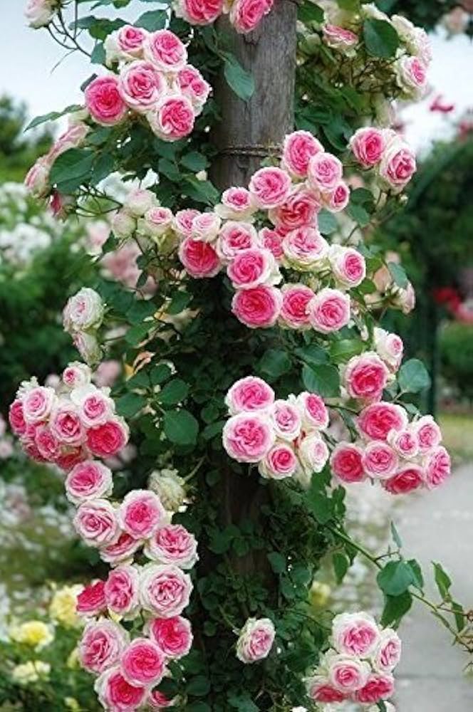 Pink Climbing Rose 20 Seeds | Fragrant Climber Flowering Vine ( Growing Guide Free) - Rose Seeds
