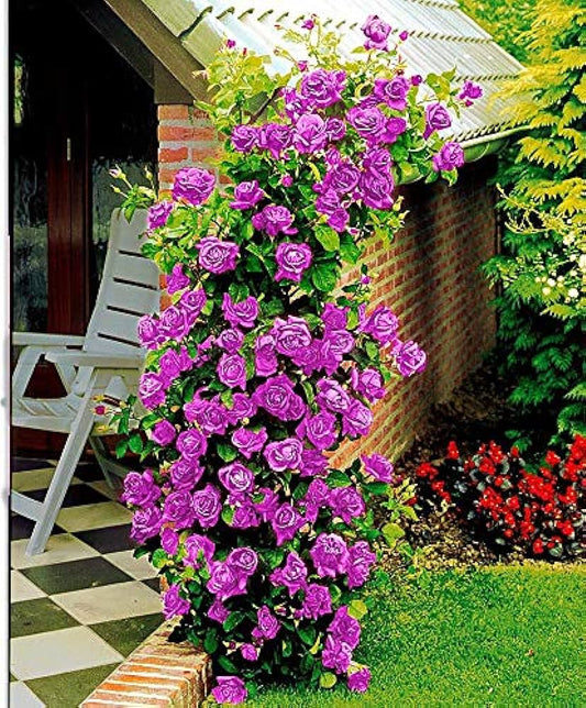 Climbing Rose 20 Seeds | Fragrant Climber Flowering Vine ( Growing Guide Free) - Rose Seeds