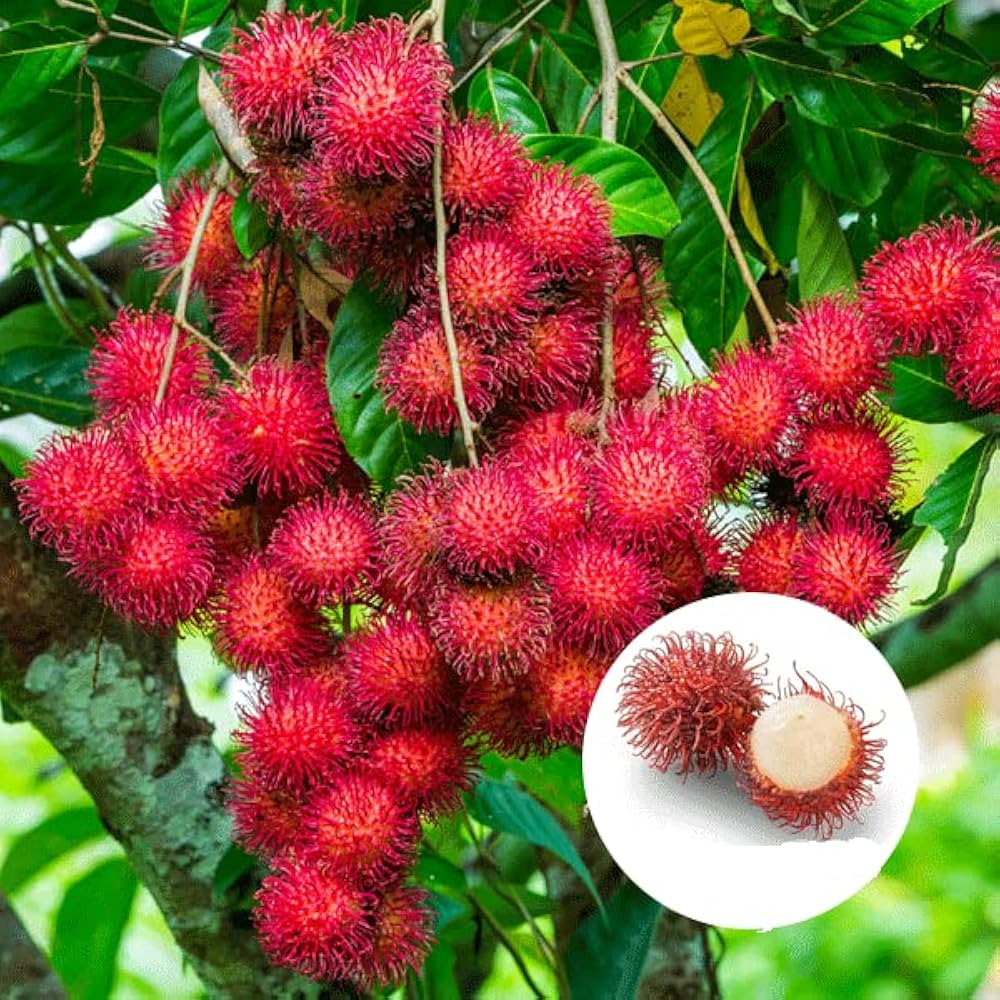 Lebak Bulus (Indonesia) Rambutan Hybrid Exotic Fruit Seeds, Pack of 5 - Fruit Seeds