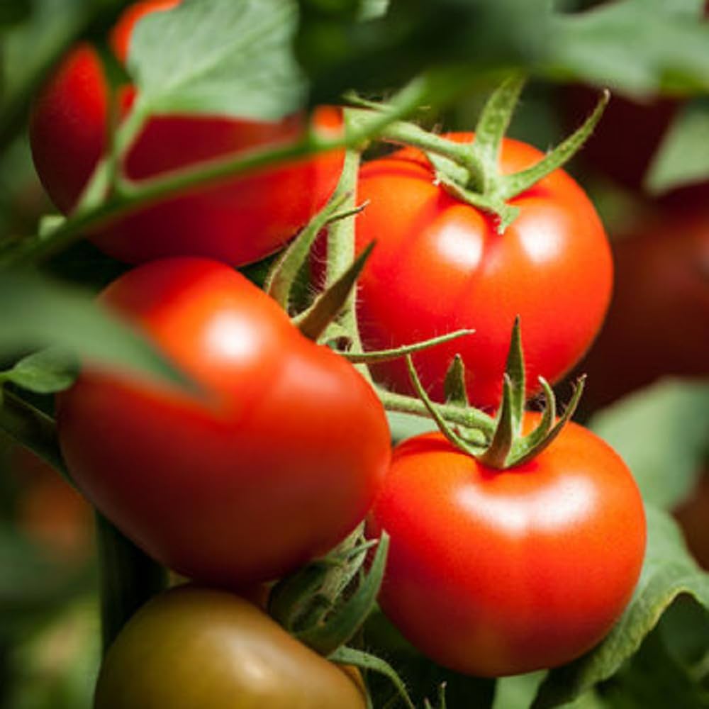 🍅 Arka Rakshak Hybrid Tomato Seeds – 100 Seeds, Triple Disease-Resistant & High-Yield Variety -Vegetable Seeds