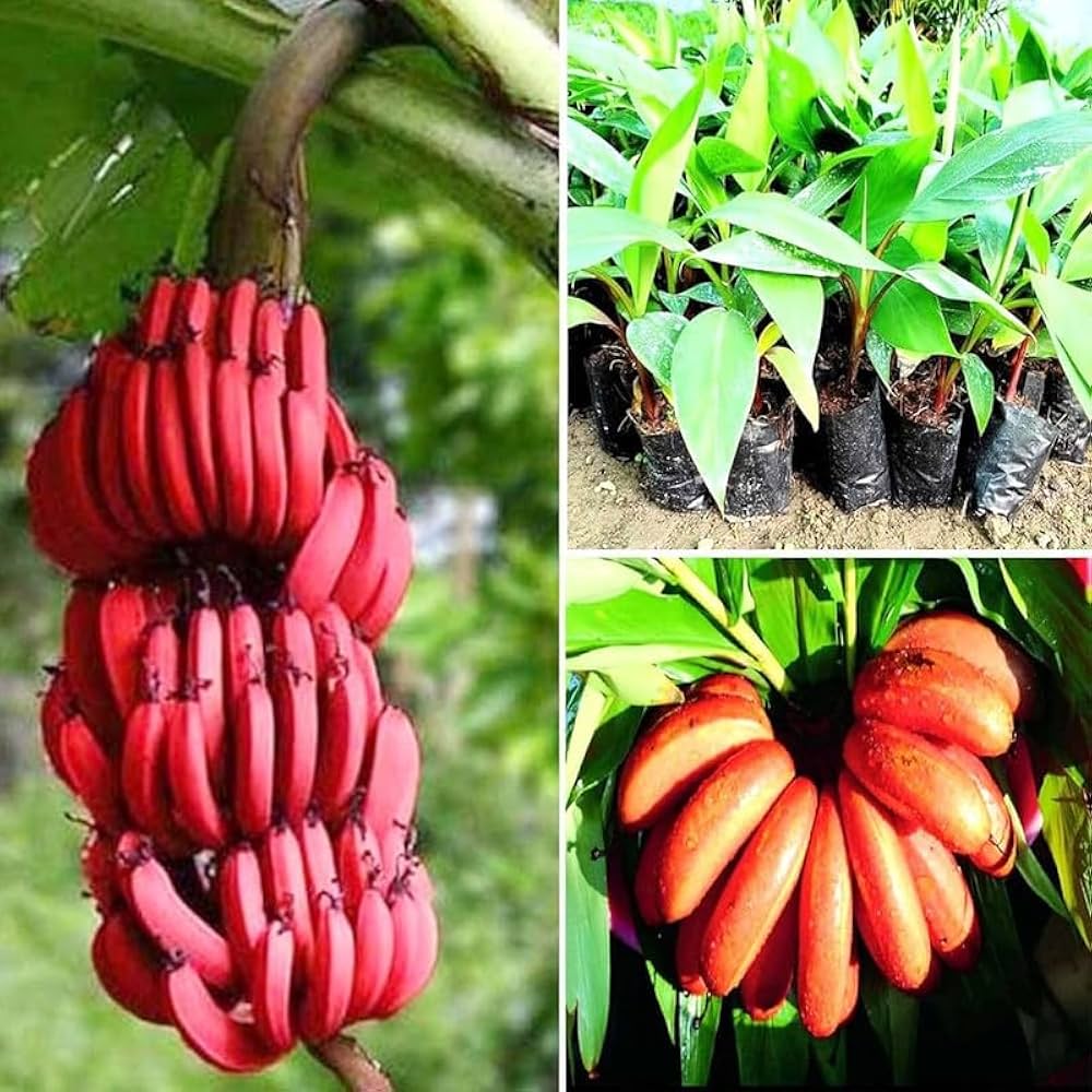 Thai Red Banana – Rare Live Healthy Plant | Original Variety | Tissue-Cultured – 1 Healthy Plant - Fruit Plant