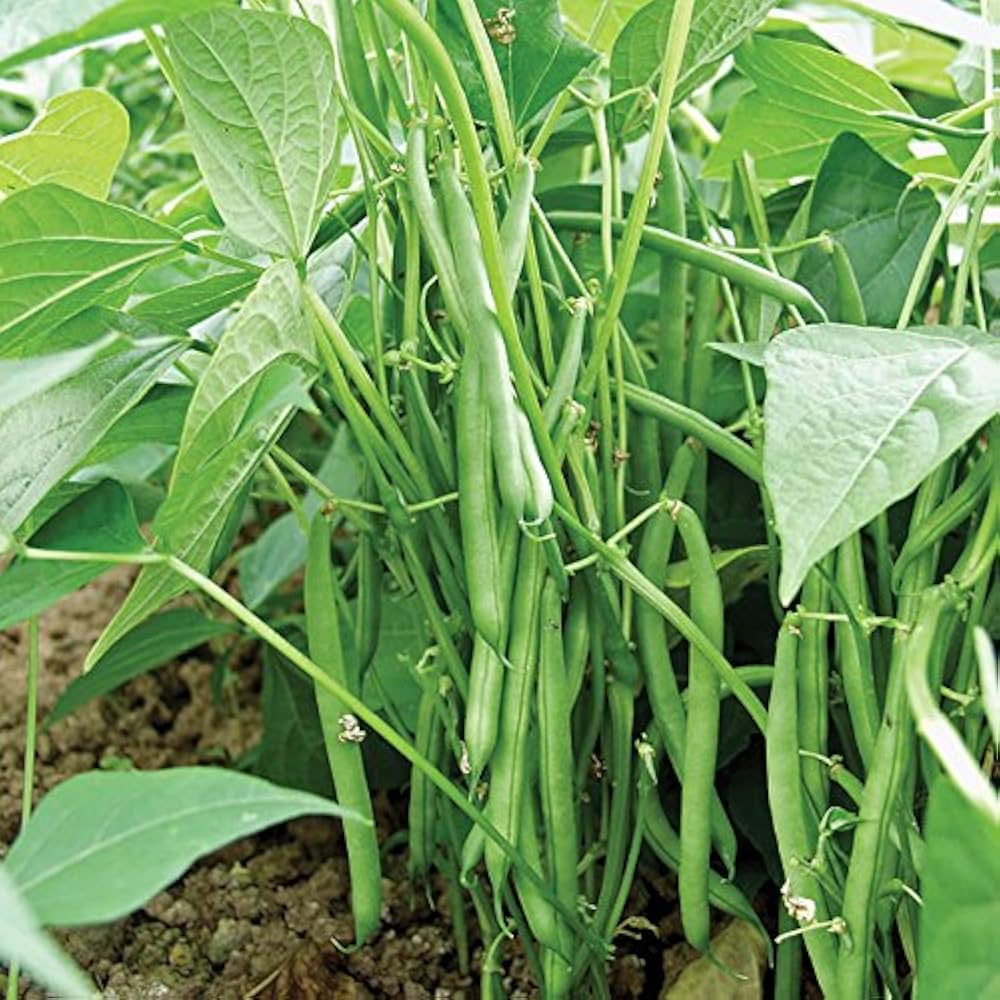 ARKA Sharath -TFL FRENCH BEAN (Bush Type) Hybrid -Vegetable Seeds