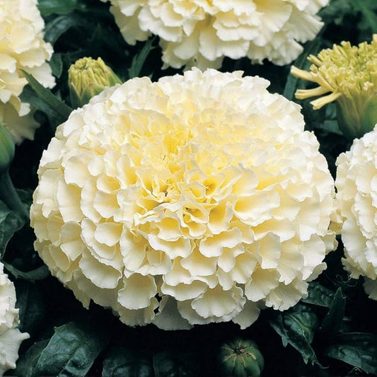 Hybrid White Marigold Flower Seeds – Pure Elegance in Bloom – Pack of 30 - Flower Seeds