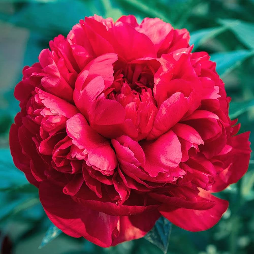 peony Red Flower  Seeds – Multicolor Herbaceous Peony Plant Seeds for Home Garden & Pots - Flower seeds