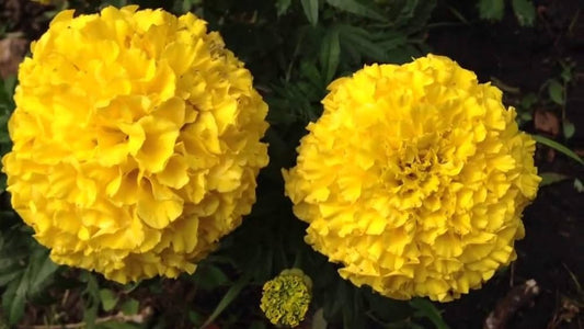 Marigold ‘Pusa Basanti’ – Premium Yellow Flower Seeds (Pack of 30) - Flower Seeds