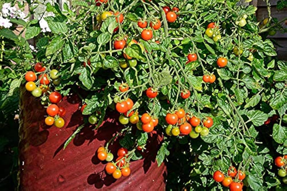 Cherry Tomato ‘Honey 100’ – Premium Sweet Vegetable Seeds (Pack of 100) -Vegetable Seeds