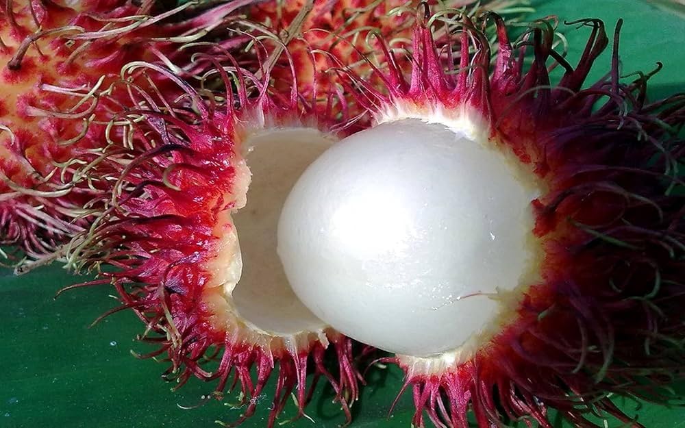 Lebak Bulus (Indonesia) Rambutan Hybrid Exotic Fruit Seeds, Pack of 5 - Fruit Seeds