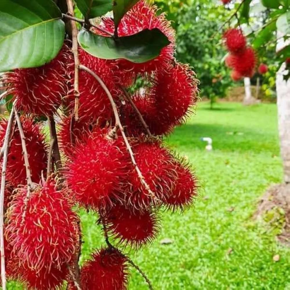 N18 Rambutan Hybrid Exotic Fruit Seeds, Pack of 5 - Fruit Seeds