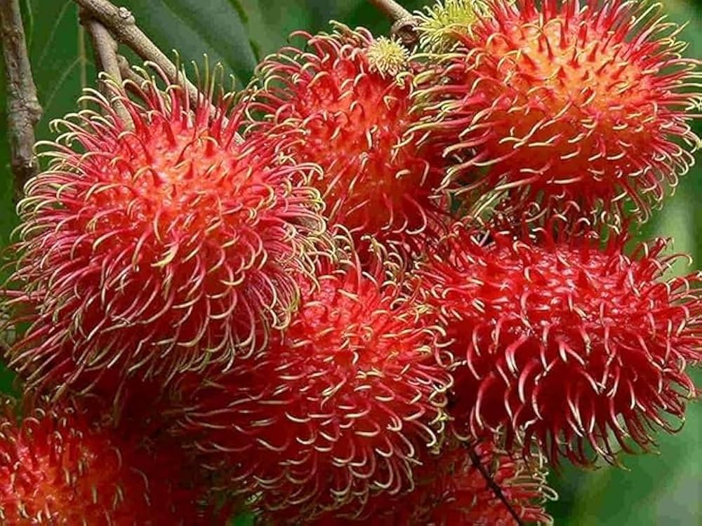 Lebak Bulus (Indonesia) Rambutan Hybrid Exotic Fruit Seeds, Pack of 5 - Fruit Seeds