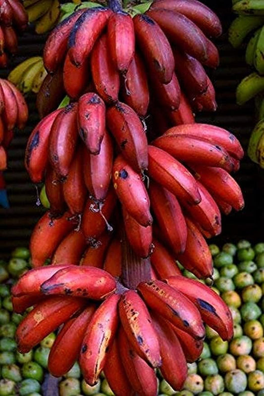 Thai Red Banana – Rare Live Healthy Plant | Original Variety | Tissue-Cultured – 1 Healthy Plant - Fruit Plant