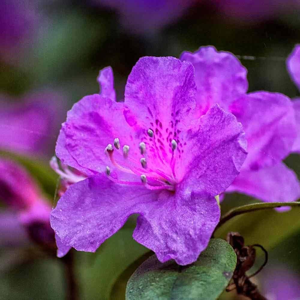 💜 Azalea Flower Plant (Purple) – Live Ornamental Shrub for Garden, Pots & Landscaping -Flowering Plant