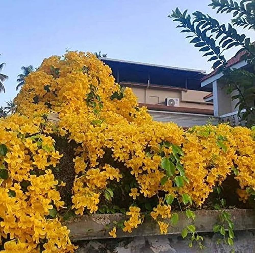 Cat's Claw Creeper Plant | Fast-Growing Yellow Flowering Climber for Outdoor Walls & Fences | Macfadyena unguis-cati
