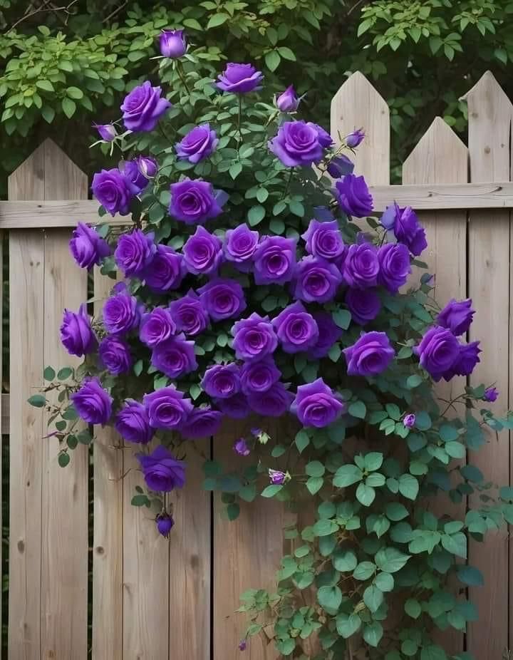 Climbing Rose 20 Seeds | Fragrant Climber Flowering Vine ( Growing Guide Free) - Rose Seeds