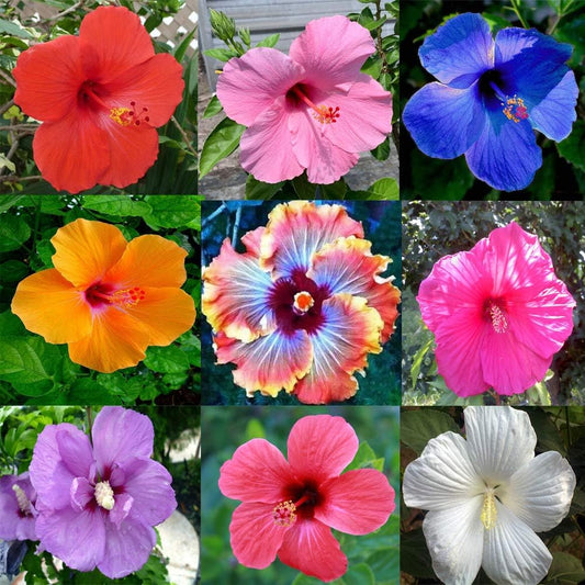 Mixed Giant Perennial Exotic Hibiscus Flower Seeds for Bonsai and Home Garden, Pack of 20 Seeds -Flower Seeds
