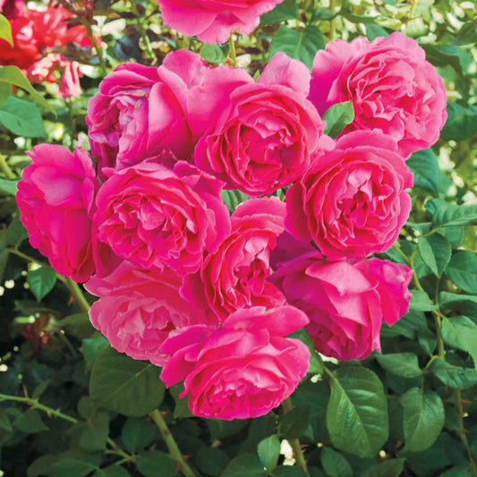 🌹 Grande Dame Rose Seeds – Bold, Fragrant Deep Pink Hybrid Tea Rose 20 Seeds Pack ( Growing Guide Free) - Flower Seeds