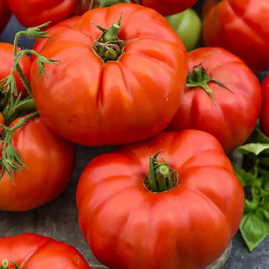 🍅 Beefsteak Tomato Hybrid Seeds – 100 Seeds, Large & Juicy Fruits  -Vegetable Seeds