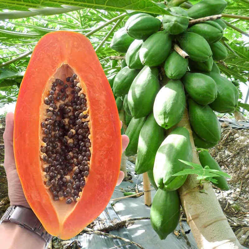 Taiwan Papaya Seeds for Planting | F1 Hybrid Red Lady, Dwarf Papaya Variety (15 Seeds) - Fruit Seeds