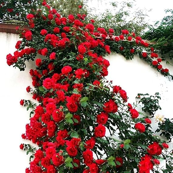 Rare Mixed Climbing Rose Seeds Perennial Super Fragrance Rose flower 20 Seeds Pack ( Growing Guide Free) - Flower Seeds