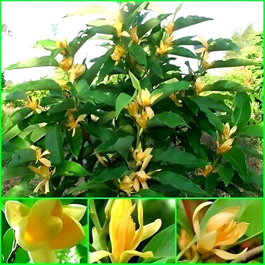 Orange Swarna Champa Live Plant – Fragrant Ornamental Flowering Tree for Home & Garden -Flowering Plant