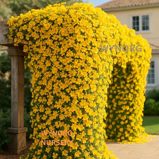 Cat's Claw Creeper Plant | Fast-Growing Yellow Flowering Climber for Outdoor Walls & Fences | Macfadyena unguis-cati