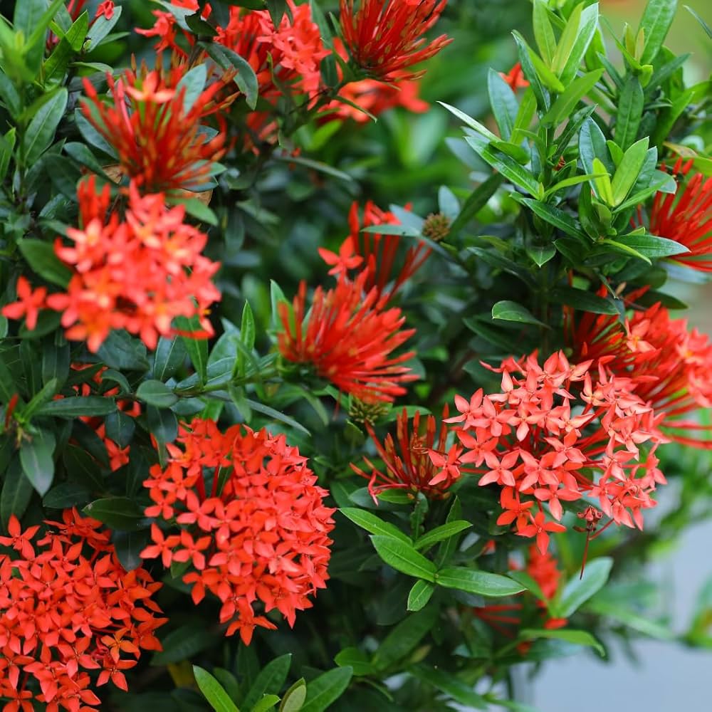 Mini Ixora Live Plant (Red) – Compact Flowering Shrub for Home Garden & Pots -Flowering Plant