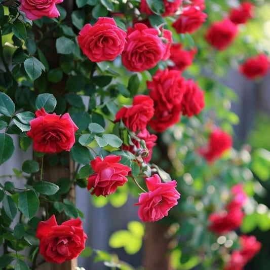 Climbing Rose Imported Flower Seeds Red Blooms for Home Gardening -Rose Seeds