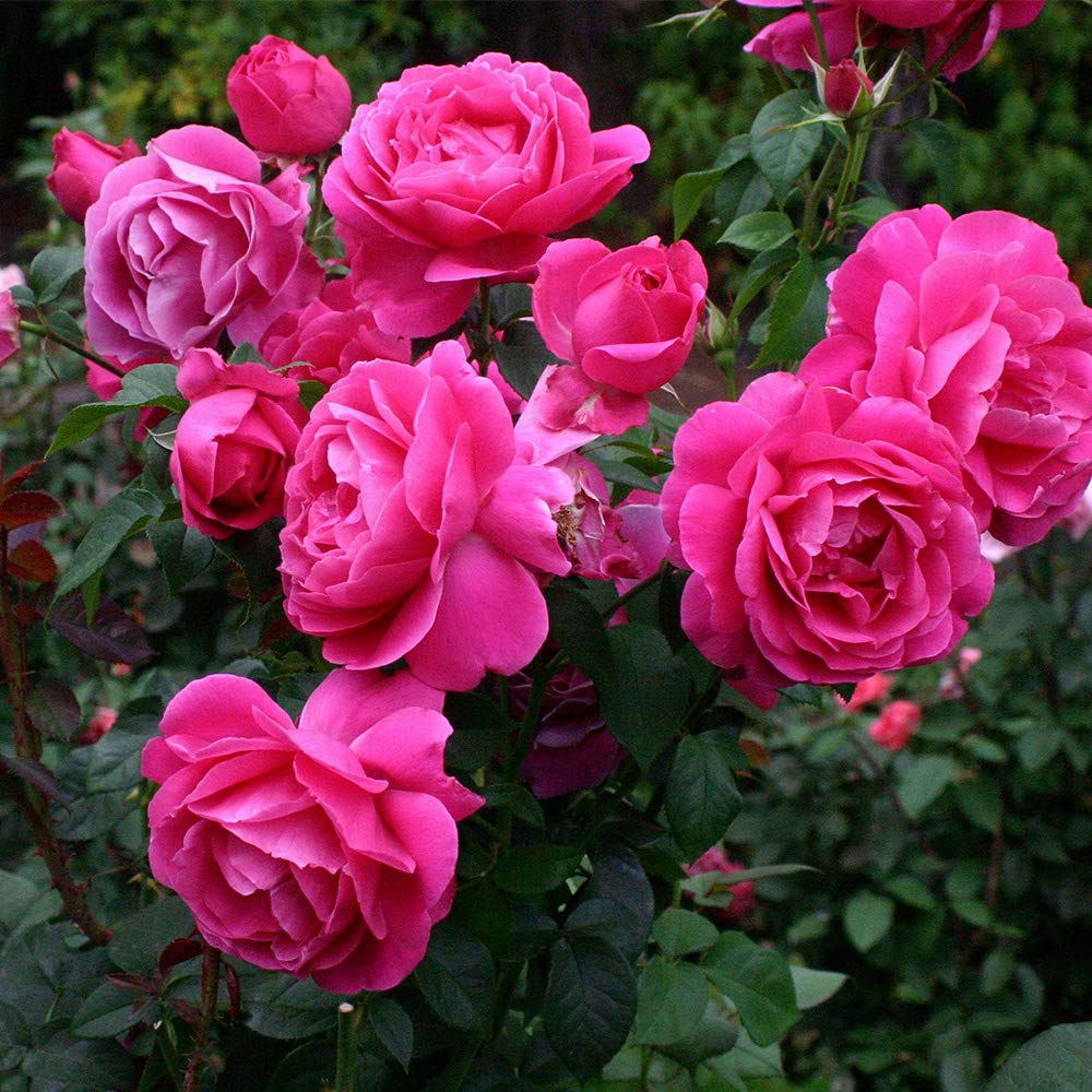 🌹 Grande Dame Rose Seeds – Bold, Fragrant Deep Pink Hybrid Tea Rose 20 Seeds Pack ( Growing Guide Free) - Flower Seeds