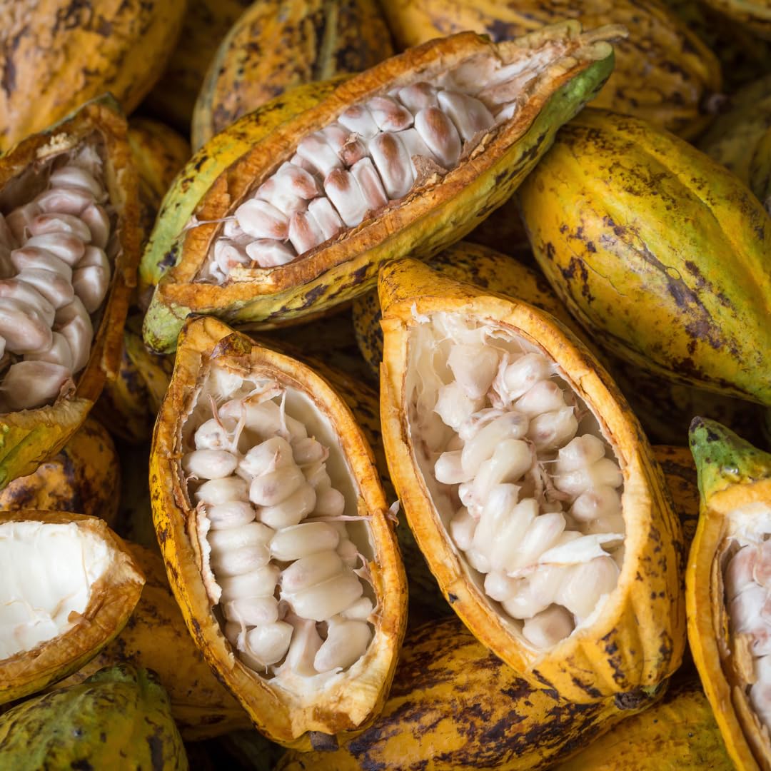 Rare Hybrid Forastero Cocoa Fruit Seeds 10 - Fruit Seeds