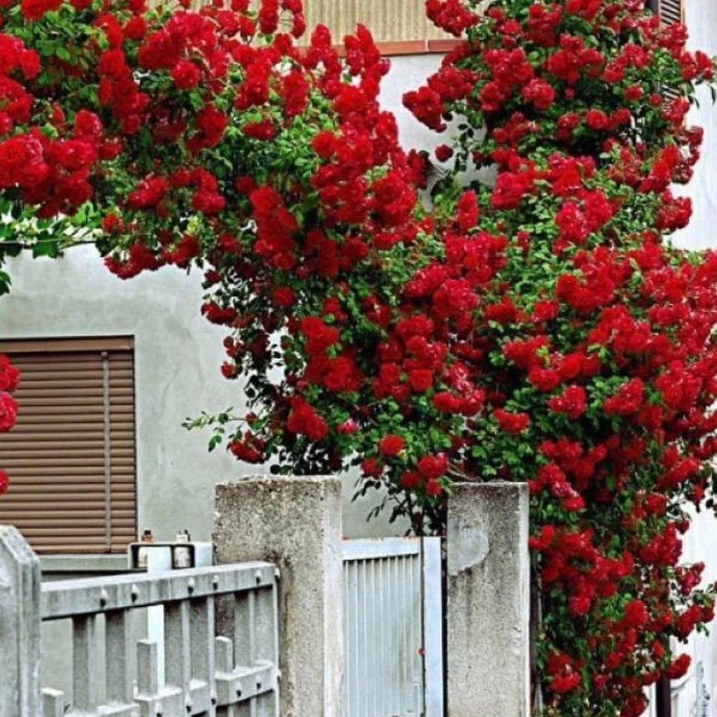 Climbing Rose Imported Flower Seeds Red Blooms for Home Gardening -Rose Seeds