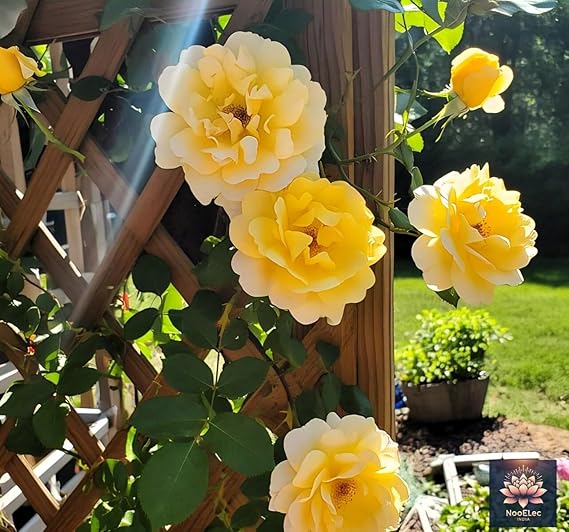 India Climbing Rose Flower Seeds, 20 Seeds Pack - Hybrid, Year-Round Blooms ( Growing Guide Free) - Flower Seeds
