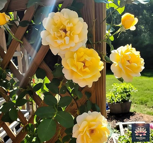 India Climbing Rose Flower Seeds, 20 Seeds Pack - Hybrid, Year-Round Blooms ( Growing Guide Free) - Flower Seeds