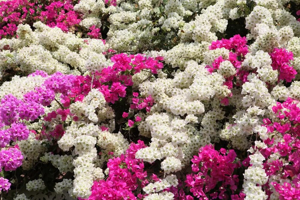 Bougainvillea Flowering Climbing Plant Mix – Colorful Flower Seeds for Home & Garden - Flower Seeds