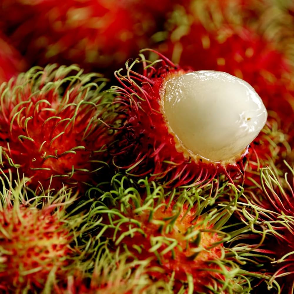 Rare Maharlika Rambutan Hybrid Exotic Fruit Seeds, Pack of 5 - Fruit Seeds