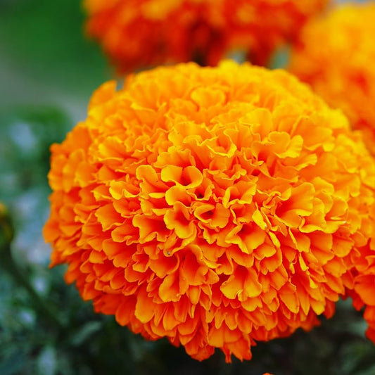 Hybrid Orange Marigold Flower Seeds – Pack of 30 - Flower Seeds