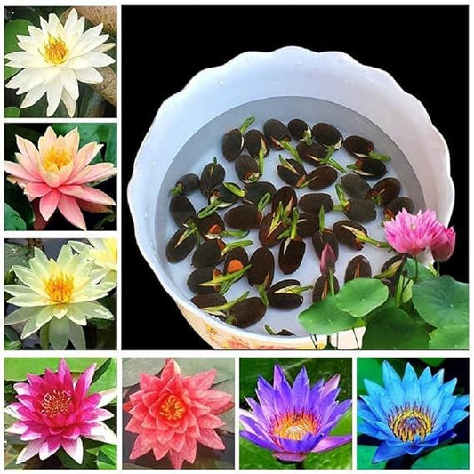All Season Lotus Flower Hybrid Japanese Lotus Flower 20 Seeds ( Growing Guide Free) - Flower Seeds